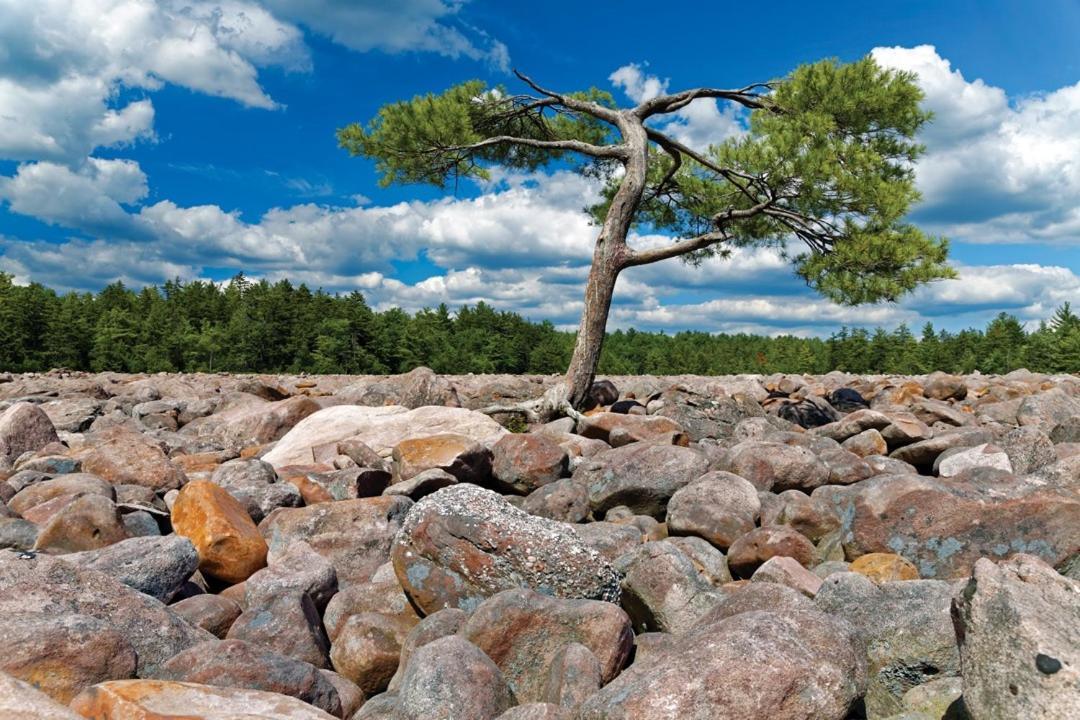 Whiskey Pines Retreat! Single Level Home, Outdoor Firepit, Ac, Bbq! Sleeps 9 In Lake Harmony! المظهر الخارجي الصورة